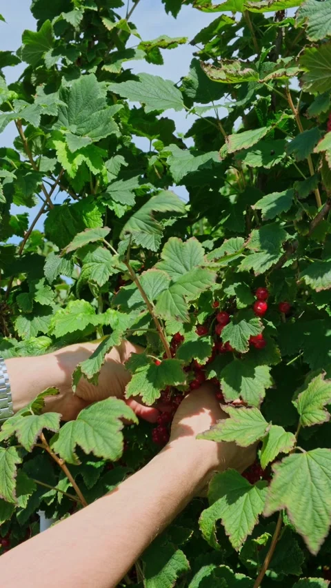 Close-up of a men's hands picking ripe red currants from a bush. Stock Footage 279461496
