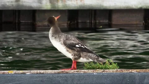 Close Up of Merganser Duck Video stock 291798884