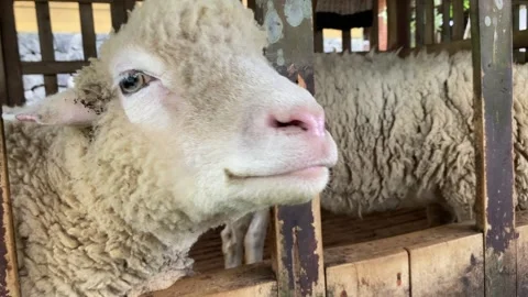 Close up of Merino. Stock Footage 293749101