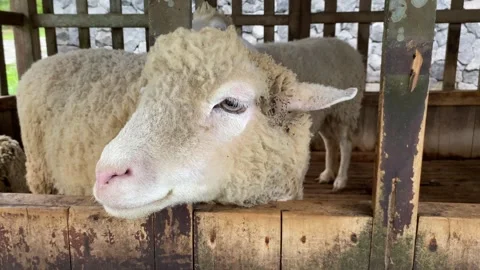Close up of Merino. Stock Footage 293749112