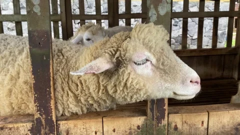 Close up of Merino. Stock Footage 293749136