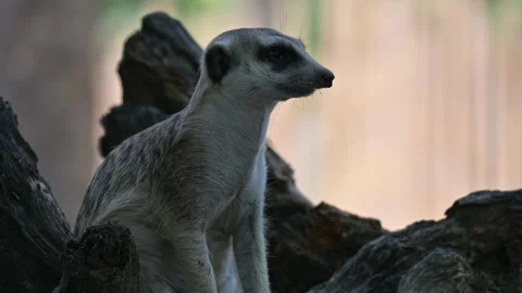 Close up of a merkat 스톡 동영상 265400644