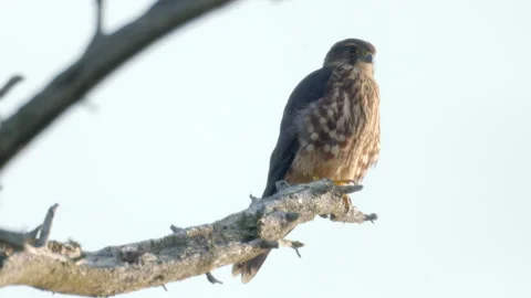 Close up Merlin falcon bird perched in a tree at dawn. Stock Footage 346019179