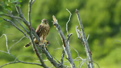 Close-up of a Merlin Falcon feeding on a small dead bird Stock Footage 342705474