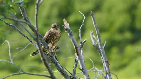 Close-up of a Merlin Falcon feeding on a small dead bird Stock Footage 342705790