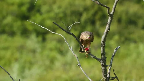 Close-up of a Merlin Falcon feeding on a small dead bird Stock Footage 342711913