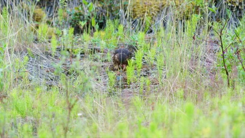 Close-up of a Merlin Falcon feeding on a small dead bird Stock Footage 343609648