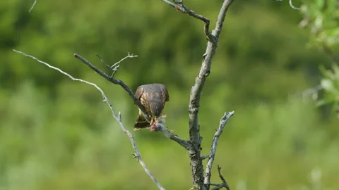 Close-up of a Merlin Falcon holding a small dead bird Stock Footage 343002261