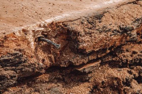 Close up of metal object stuck in the tree trunk Stock Photos