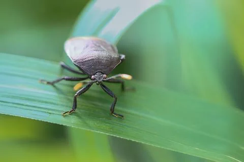 Close-up of a Metallic Shield Bug on a Green Leaf. Stock Photos