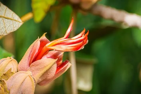 Close up of Mexican Hand Tree (Chiranthodendron pentadactylon) flower, San .. Stock Photos