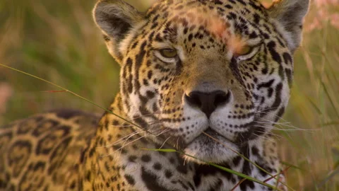 Close up of a Mexican Jaguar Stock Footage 319463861