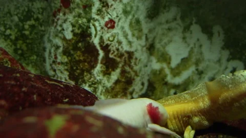 Close up Mexican salamander Stock Footage 239578236