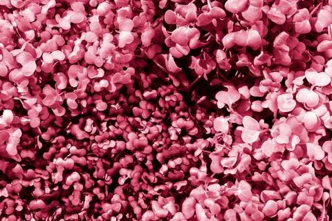 Close-up of micro-green background, texture. Seedlings and gardening. Veganis Stock Photos