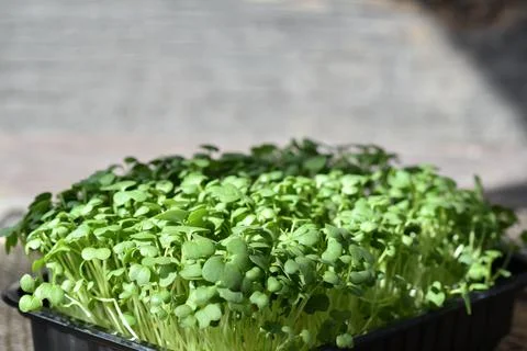 Close-up of a micro-green in a black plastic container on a wooden background Stock Photos