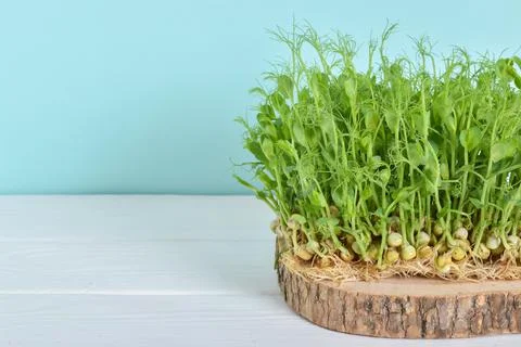 Close-up of micro-green peas on a light blue background and a white table. Stock Photos