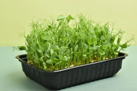 Close-up of micro-green polka dots in a black plastic container on a green Stock Photos