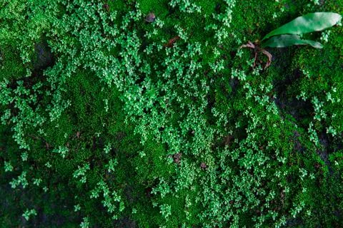 Close up micro green sprouts Stock Photos