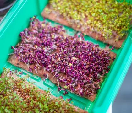 Close-up of micro-greenery of basil, arugula and other plants at home. Stock Photos