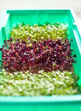 Close-up of micro-greenery of basil, arugula and other plants at home. Stock Photos