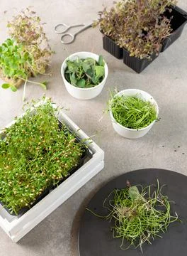 Close-up of micro-greenery of coriander in a white wooden box, nasturtiums Stock Photos