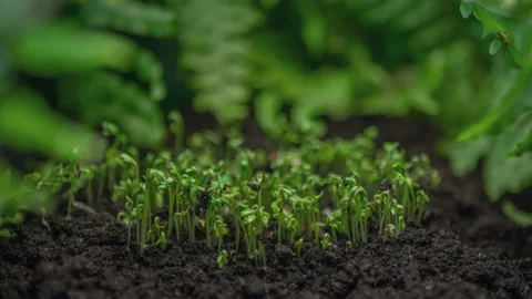 Close-up micro greens grow in time-lapse, growing plants, sprouts germination Stock Footage