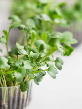 Close up of micro greens. Growing micro plants at home for health or vegan .. 库存照片