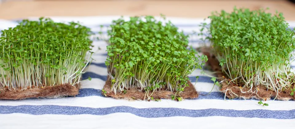 Close-up of micro-greens of mustard, arugula and other plants at home. Stock Photos