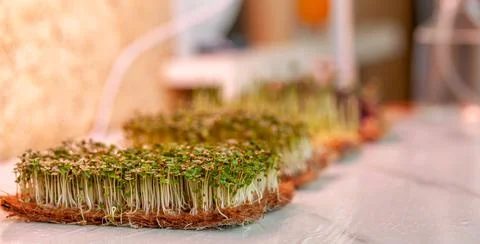 Close-up of micro greens of mustard, arugula and other plants at home. Stock Photos