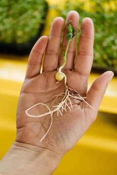 Close-up micro greens sprouts close up of pea, radish, oxalis Stock Photos