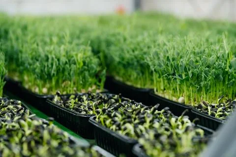 Close-up micro greens sprouts close up of pea, radish, oxalis Foto stock
