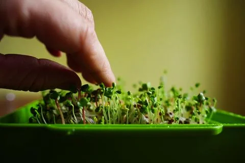 Close-up of micro herbs in the green box. Sprouting organic Microgreens. Stock Photos