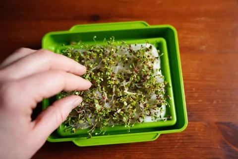 Close-up of micro herbs in the green box. Sprouting organic Microgreens. Stock Photos