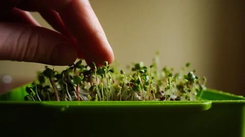 Close-up of micro herbs in the green box. Sprouting organic Microgreens. Stock Photos