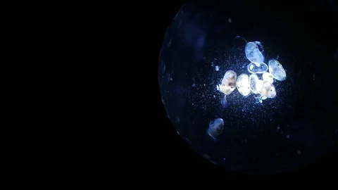 Close up of Micro organisms or microbes in microscop magnification. Macro, not Stock Footage 128057402