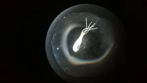 Close up of Micro organisms or microbes in microscop magnification. Macro, not Stock Footage 128057546