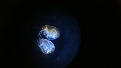 Close up of Micro organisms or microbes in microscop magnification. Macro, not Stock Footage 128057619