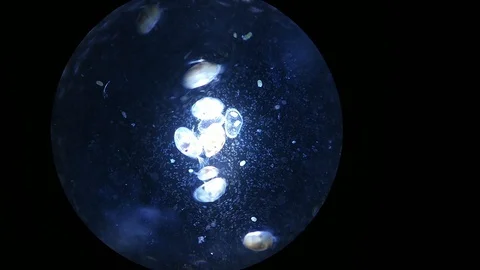 Close up of Micro organisms or microbes in microscop magnification. Macro, not Stock Footage 128057809