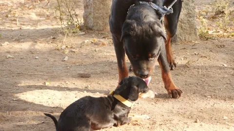 Close micro shot of Rottweiler dog playing with puppy dog Video stock 150714403
