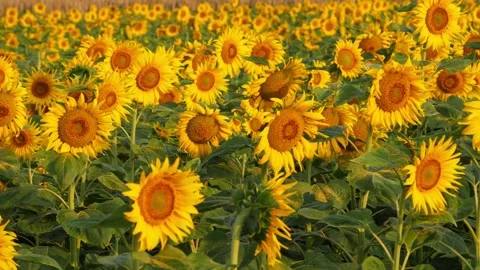 Close micro shot of sunflowers in a field, Field view of yellow sunflowers Video stock 150714258