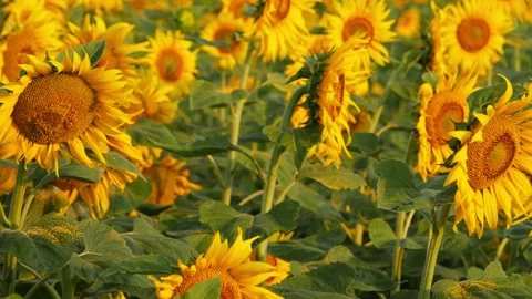 Close micro shot of sunflowers in a field, View of yellow sunflowers in a field Stock-Footage 150714270