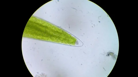 Close of microcrystal orb of Closterium algae Video stock 122107947