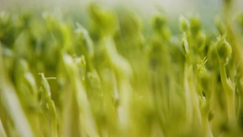 Close-up of microgreen pea sprouts. Leaves and stems grow densely Stock Footage 178494723