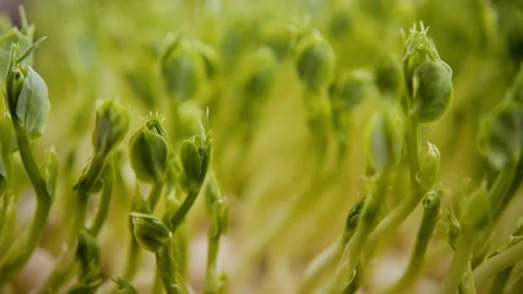 Close-up of microgreen pea sprouts. Leaves and stems grow densely in the tray Stock Footage 178494819
