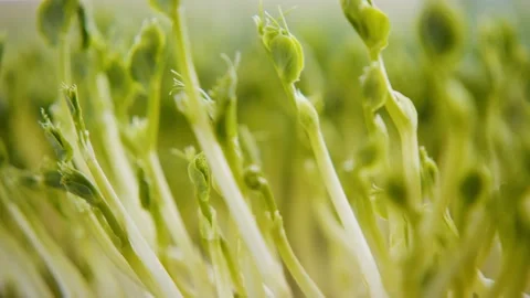 Close-up of microgreen pea sprouts. Leaves and stems grow densely in a tray Stock Footage 178494873