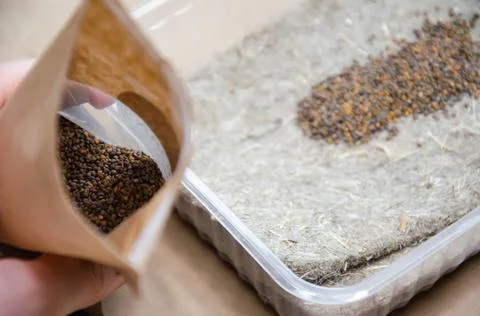 Close up microgreen seeds in pack on background of dry linen growing mat. Stock Photos