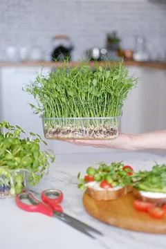 Close-up microgreen sprouts in hand Stock Photos