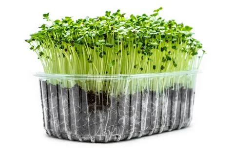 Close Up of Microgreens in a Clear Plastic Container with Visible Roots Stock Photos