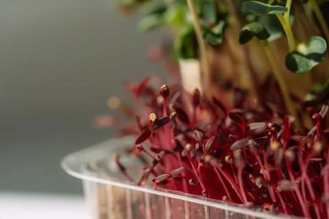 Close-up microgreens in containers under sunlight Stock Photos