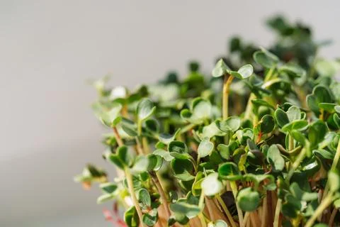 Close-up microgreens in containers under sunlight Stock Photos